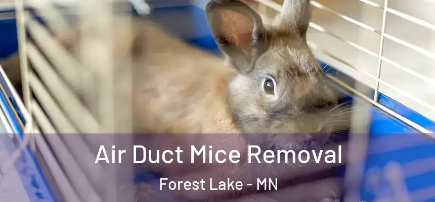 Air Duct Mice Removal Forest Lake - MN