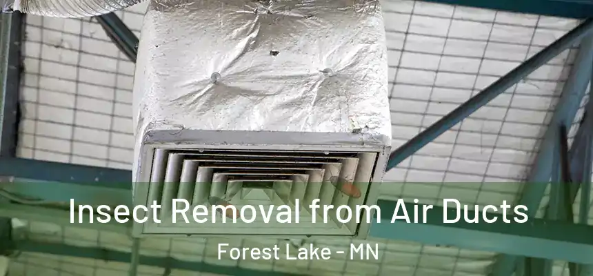 Insect Removal from Air Ducts Forest Lake - MN